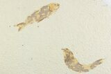 Limestone with Two Fossil Fish (Knightia) - Wyoming #369522-1